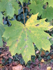 Acer platanoides