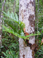 Drynaria quercifolia