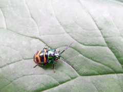 Chrysocoris fascialis