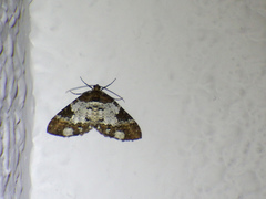 Melanthia procellata szechuanensis