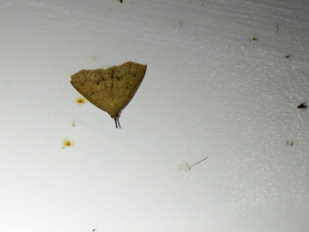 Metaphoenia incongrualis