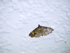 Ceratarcha umbrosa