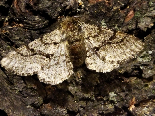 Brindled Beauty Moth photo 3