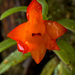 Fernandezia sanguinea - Photo (c) Giovany Ladino, alguns direitos reservados (CC BY-NC), uploaded by Giovany Ladino