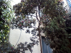 Syzygium paniculatum