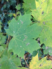 Acer platanoides