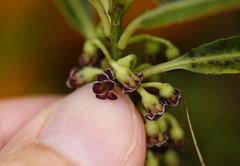 Melicytus lanceolatus
