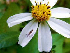 Campiglossa sororcula