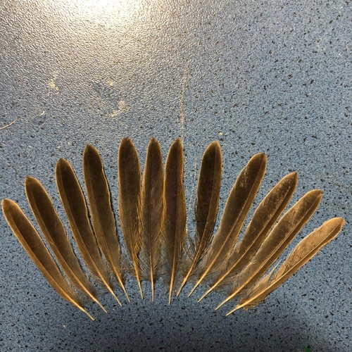 Plume de Phragmite des joncs