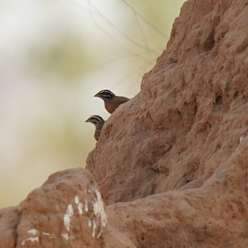 Gosling's Bunting (Emberiza goslingi), photo 5