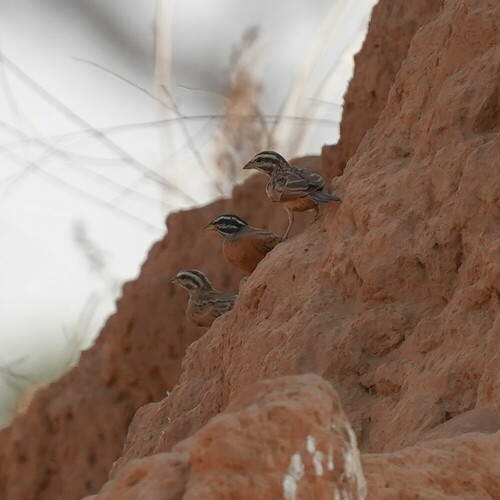 Gosling's Bunting (Emberiza goslingi), photo 8