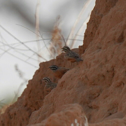 Gosling's Bunting (Emberiza goslingi), photo 3