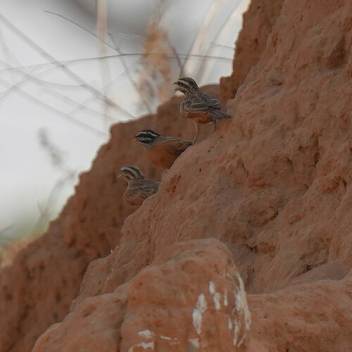 Gosling's Bunting (Emberiza goslingi), photo 4