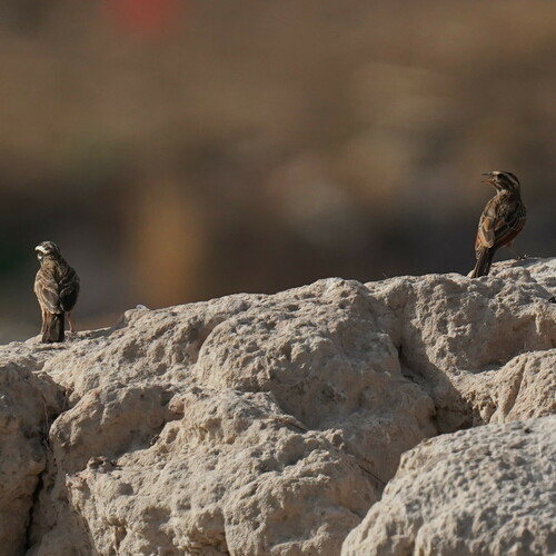 Gosling's Bunting (Emberiza goslingi), photo 6