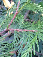 Thuja occidentalis