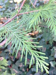 Thuja occidentalis