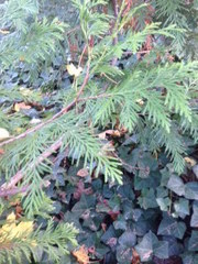 Thuja occidentalis