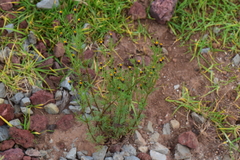 Tagetes coronopifolia