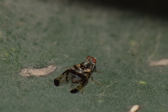 Pseudodyscrasis scutellaris
