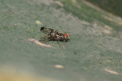 Pseudodyscrasis scutellaris