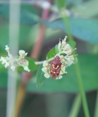 Oebalus insularis