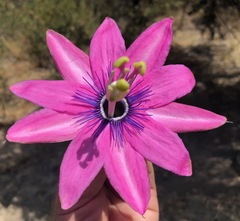Passiflora pinnatistipula