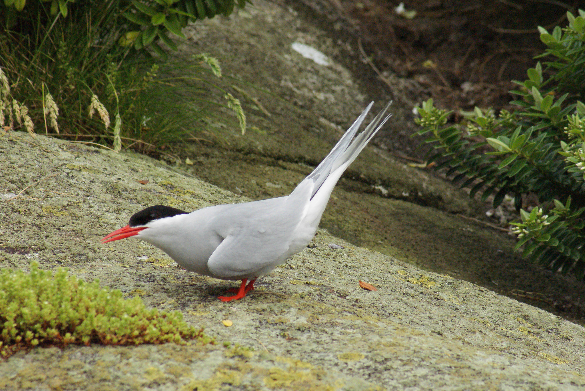 Antarctic Tern (Sterna vittata)