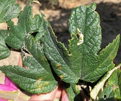 Passiflora pinnatistipula