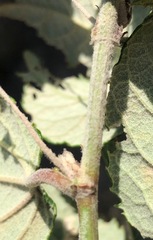 Passiflora pinnatistipula