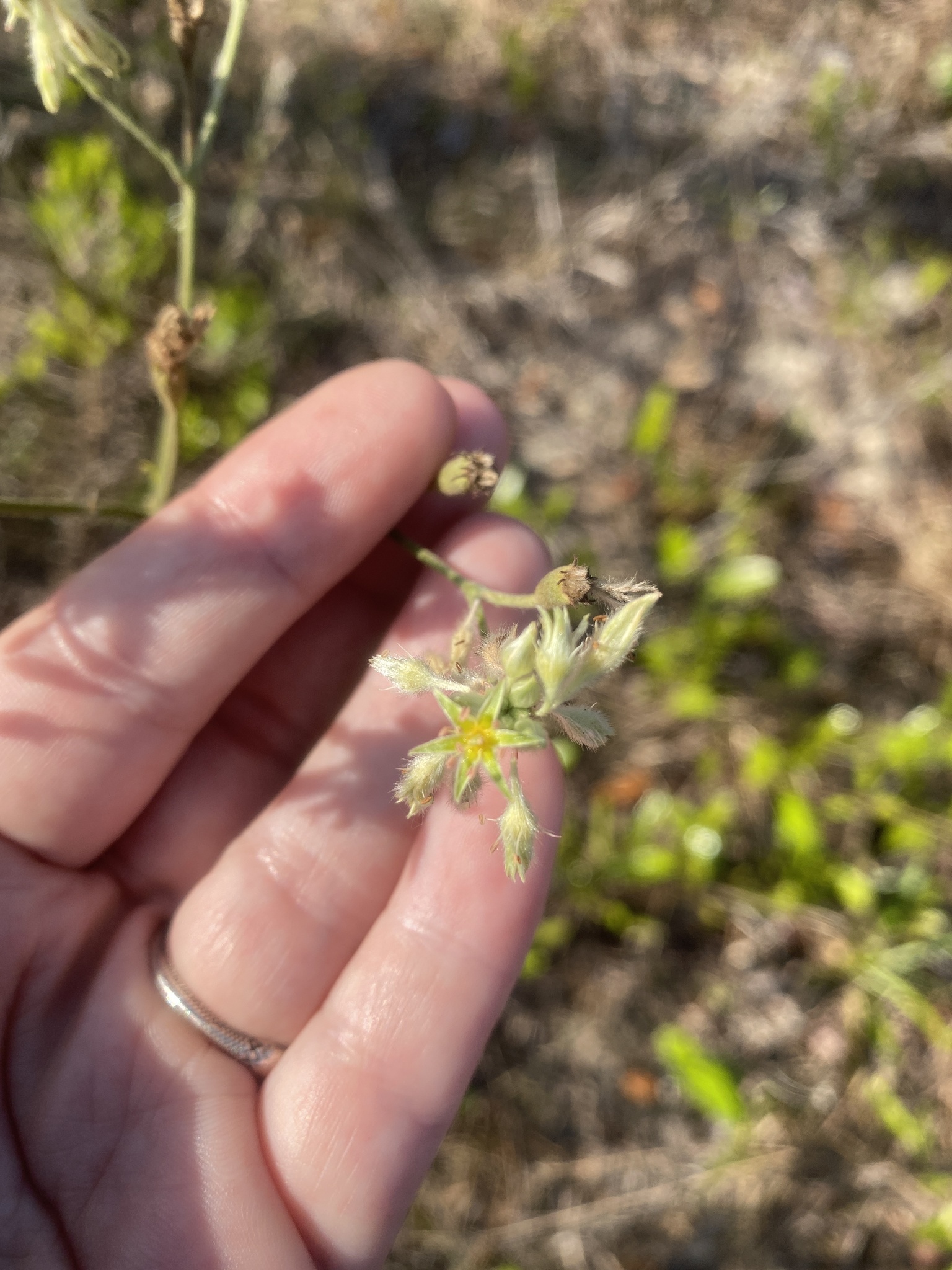 Eriogonum longifolium Nutt.