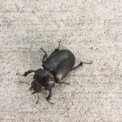 Lucanus placidus