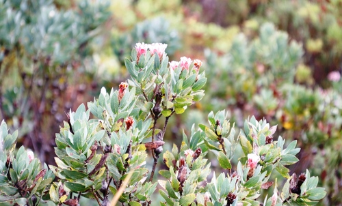 Image of Protea lacticolor by (c) Tony Rebelo, some rights reserved (CC BY-SA)