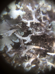 Heterodermia leucomelos