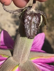 Passiflora pinnatistipula