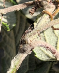 Passiflora pinnatistipula