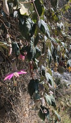 Passiflora pinnatistipula