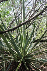 Agave vivipara