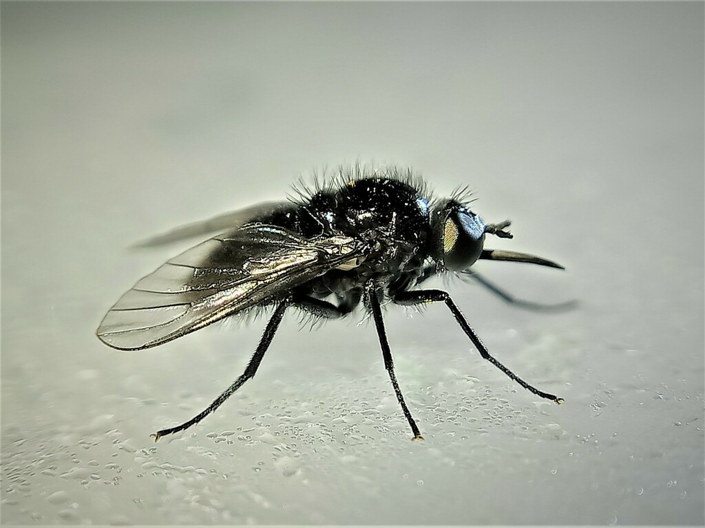 Usia forcipata