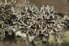 Heterodermia leucomelos