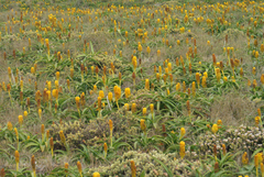 Bulbinella rossii