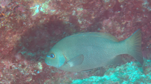 Gulf opaleye (Girella simplicidens) — Kyphosidae