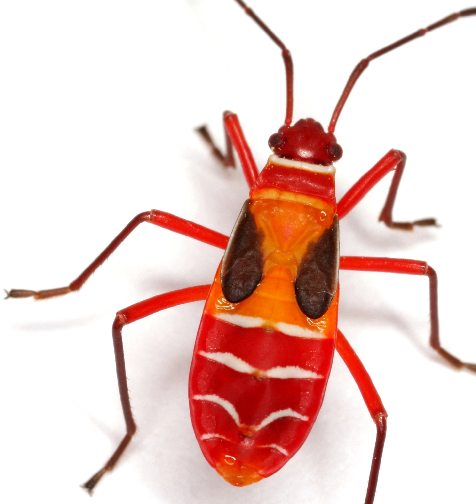 Turk's cap red bug (Dysdercus concinnus) · iNaturalist