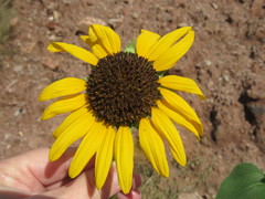 Helianthus annuus