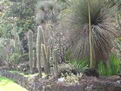Cereeae