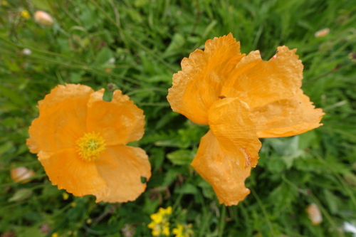 Papaver oreophilum, photograph 5