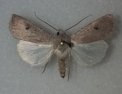Agrotis vetusta