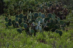 Opuntia alta