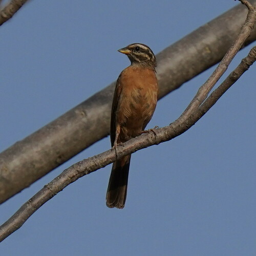 Gosling's Bunting (Emberiza goslingi), photo 9