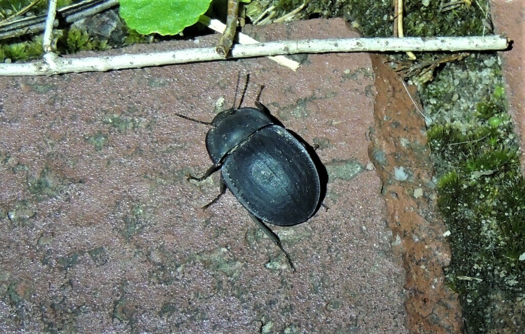 blue piedish beetles from Crafers Bridgewater SA, Australia on March