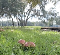 Butyriboletus floridanus image